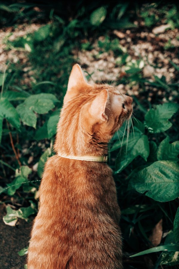 à la recherche de bons plans pour des herbes aromatiques à cultiver chez soi ?