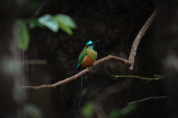 les bars à cocktails avec une atmosphère rétro et vintage