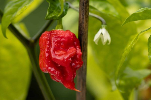 Carolina Reaper : pour une expérience culinaire audacieuse et intense